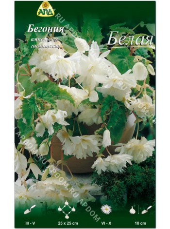 Бегония ампельная гигантская Белая (Begonia pendula giant)