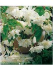 Бегония ампельная гигантская Белая (Begonia pendula giant)