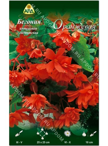 Бегония ампельная гигантская Оранжевая (Begonia pendula giant)