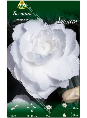 Бегония махровая Белая (Begonia tuberosa)
