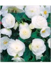 Бегония мультифлора максима Белая (Begonia multiflora maxima)