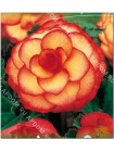 Бегония пикоти Желто-красная (Begonia picotee)