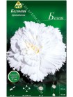 Бегония примадонна белая (Begonia Prima Donna)