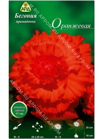 Бегония примадонна оранжевая (Begonia Prima Donna)