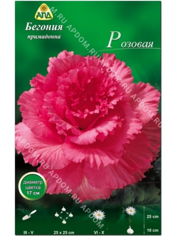 Бегония примадонна розовая (Begonia Prima Donna)