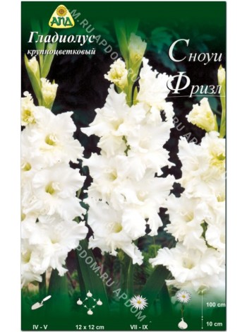 Гладиолус Сноуи Фризл (Gladiolus Snowy Frizzles)