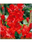 Гладиолус Файер Фризл (Gladiolus Fire Frizzles)