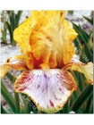 Ирис германский Отум Элеганс (Iris germanica Autumn Elegance)