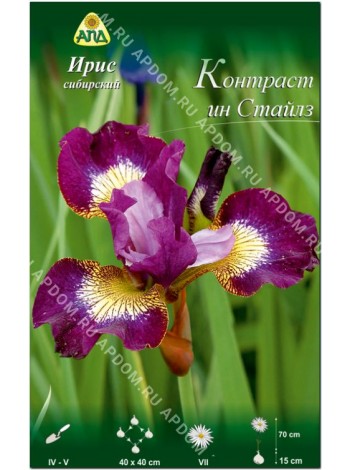 Ирис сибирский Контраст ин Стайлз (Iris sibirica Contrast in Styles)