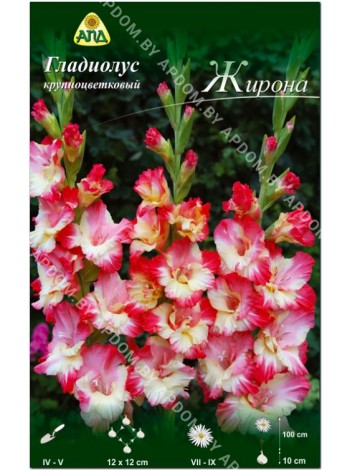 Гладиолус Жирона (Gladiolus Gerona)