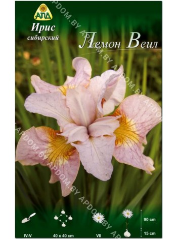 Ирис сибирский Лемон Веил (Iris sibirica Lemon Veil)