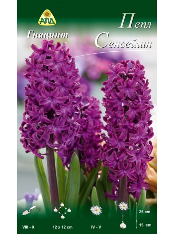 Гиацинт Пепл Сенсейшн (Hyacinthus Purple Sensation)