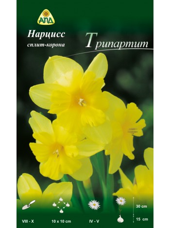 Нарцисс Трипартит (Narcissus Tripartite)