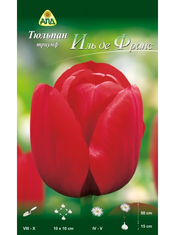 Тюльпан Иль де Франс (Tulipa Ile de France)