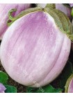 Баклажан Ротонда Бьянка (Solanum melongena L.)