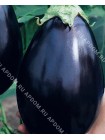 Баклажан Черный Красавец (Solanum melongena L.)