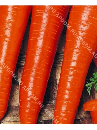 Морковь длинная красная без сердцевины