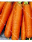 Морковь Нантская (Daucus carota L.)