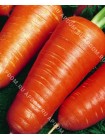 Морковь Шантане (Daucus carota L.)