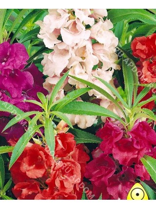 Бальзамин Цветок Камелии