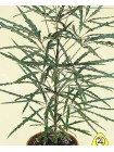 Дизиготека элегантная (Dizygotheca elegantissima)
